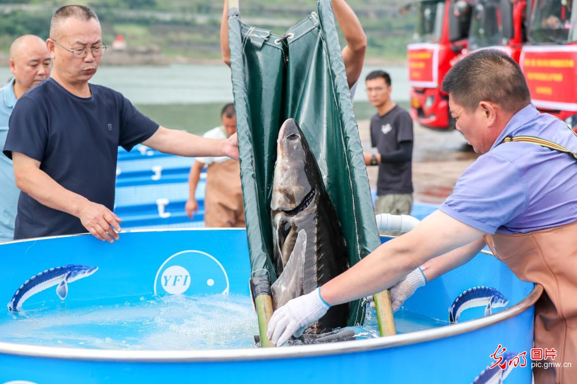 四川宜宾：8000余尾长江鲟回家