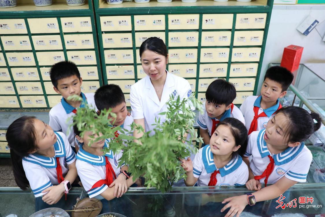 识中药 过端午 识中药 过端午