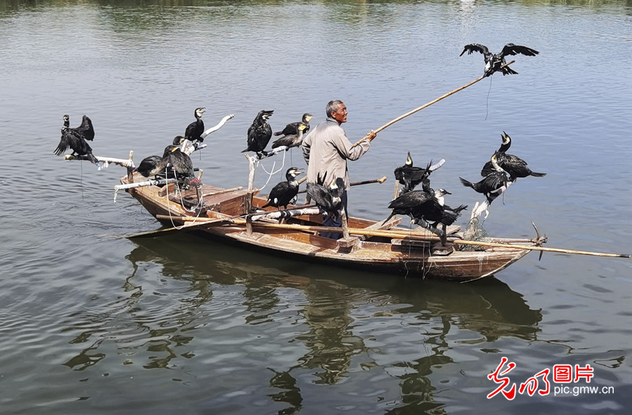 【多彩栖息地】白洋淀：鸟的乐园