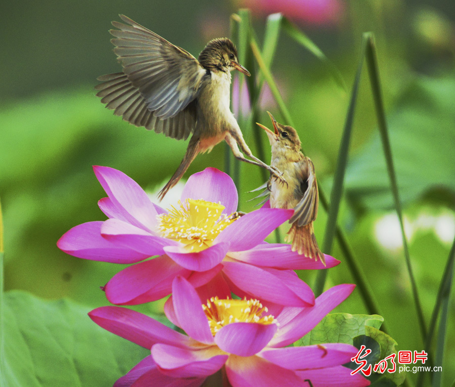 【多彩栖息地】白洋淀：鸟的乐园