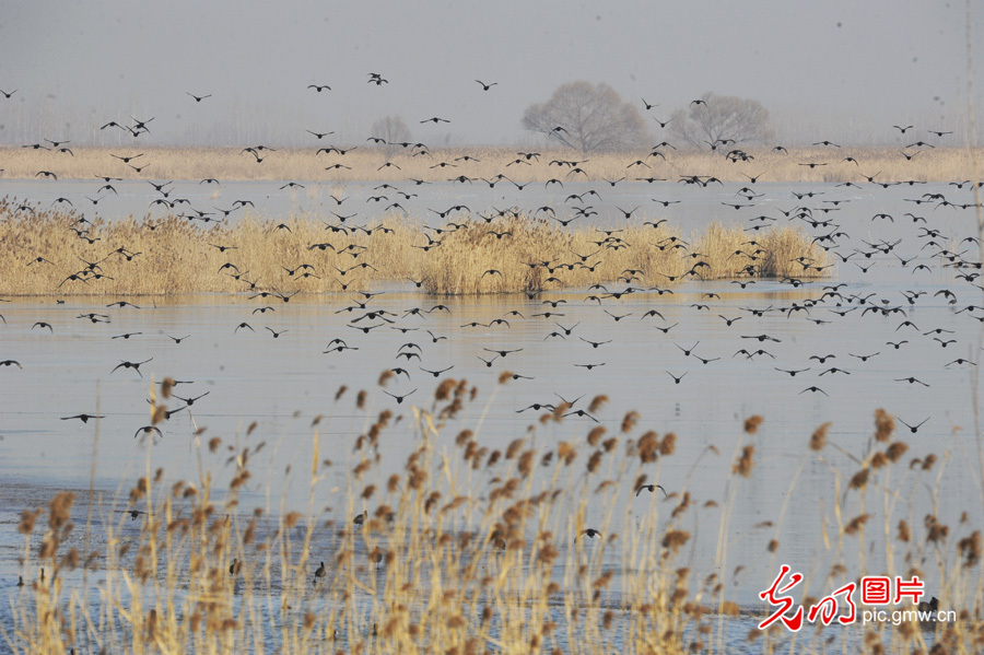 【多彩栖息地】白洋淀：鸟的乐园