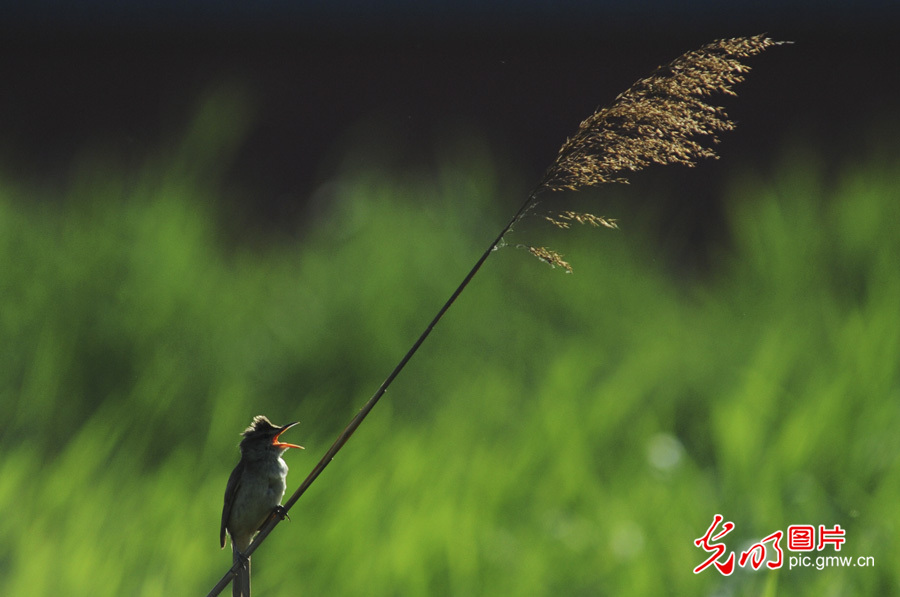 【多彩栖息地】白洋淀：鸟的乐园