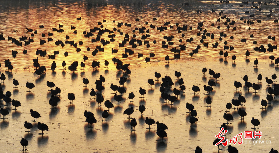 【多彩栖息地】白洋淀：鸟的乐园