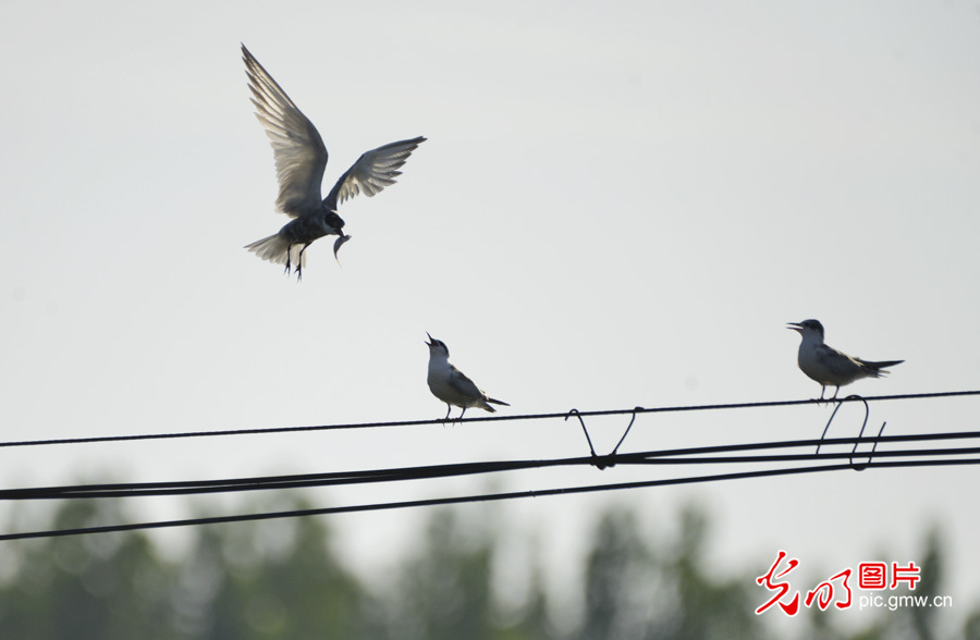 【多彩栖息地】白洋淀：鸟的乐园