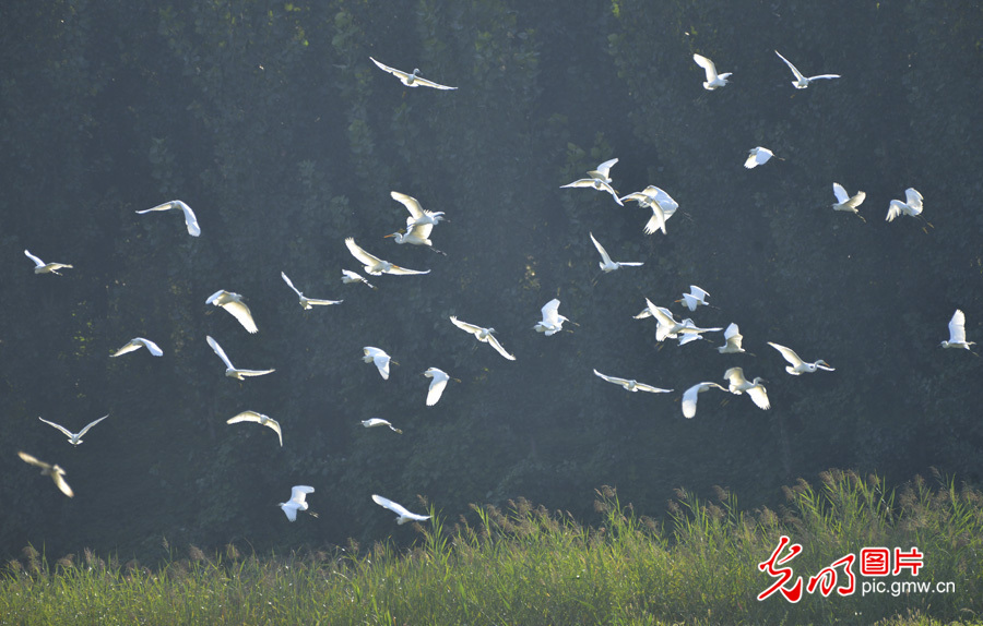 【多彩栖息地】白洋淀：鸟的乐园