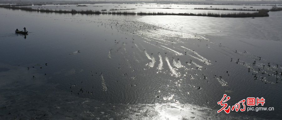 【多彩栖息地】白洋淀：鸟的乐园