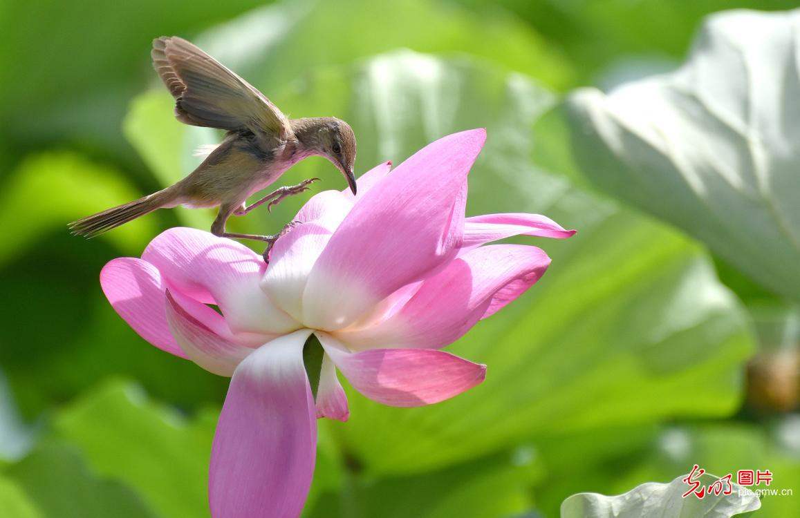 荷花盛时苇莺随 花香飘溢闻莺啼