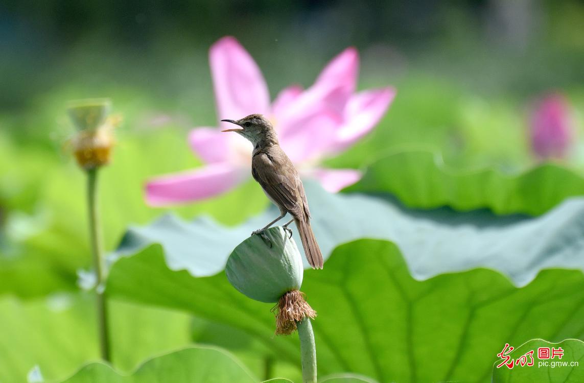 荷花盛时苇莺随 花香飘溢闻莺啼
