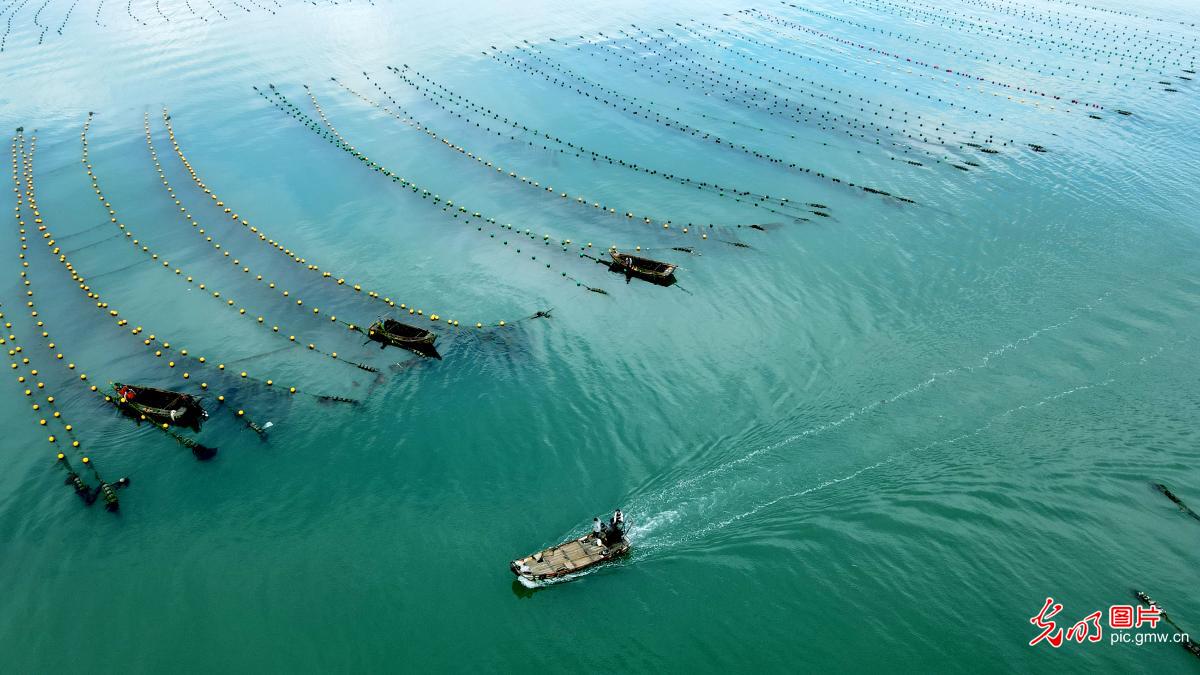 海洋生态养殖催生“碳汇产业”