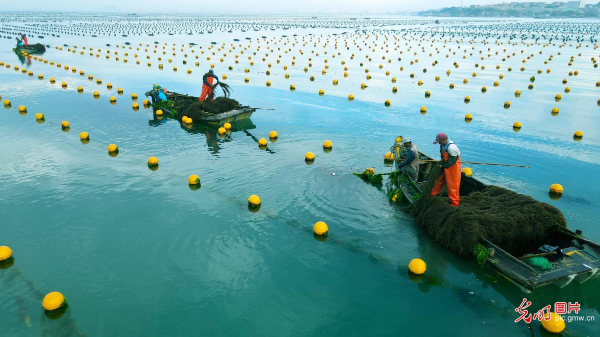 海洋生态养殖催生“碳汇产业”