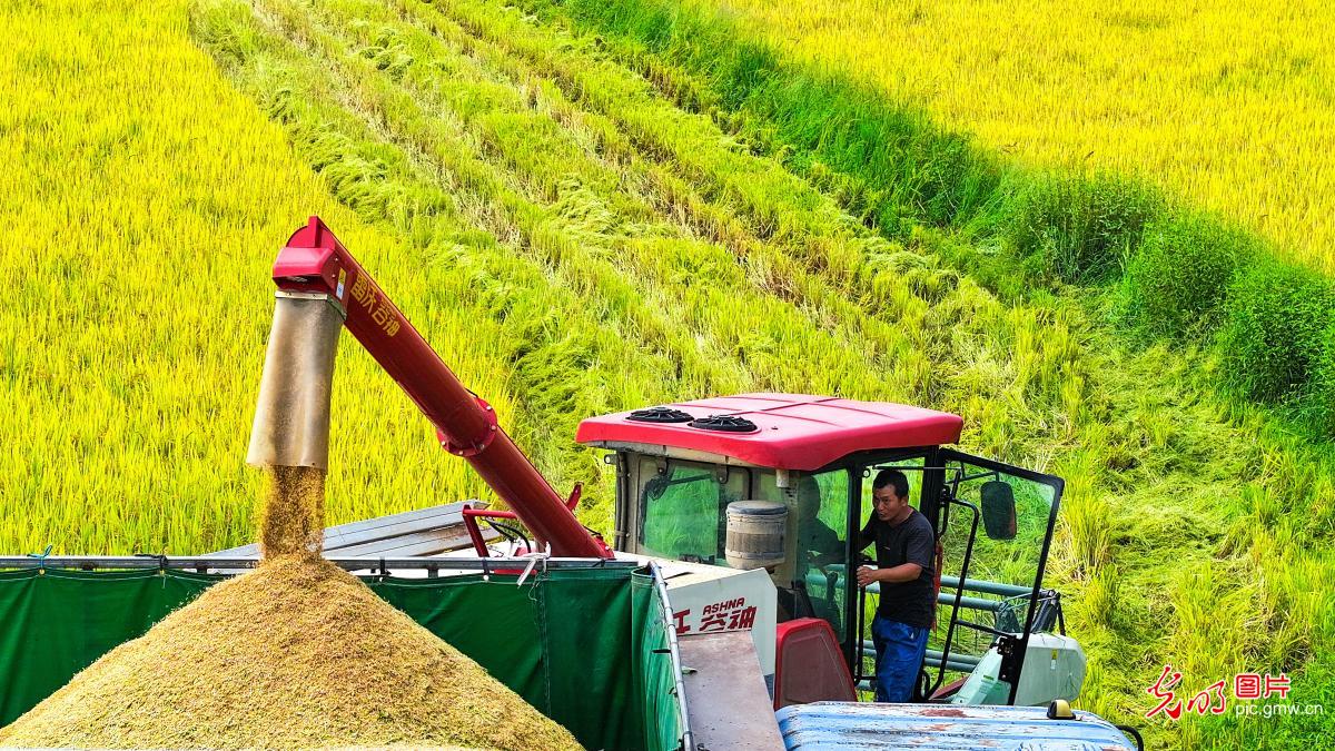 江西吉水：再生稻收割