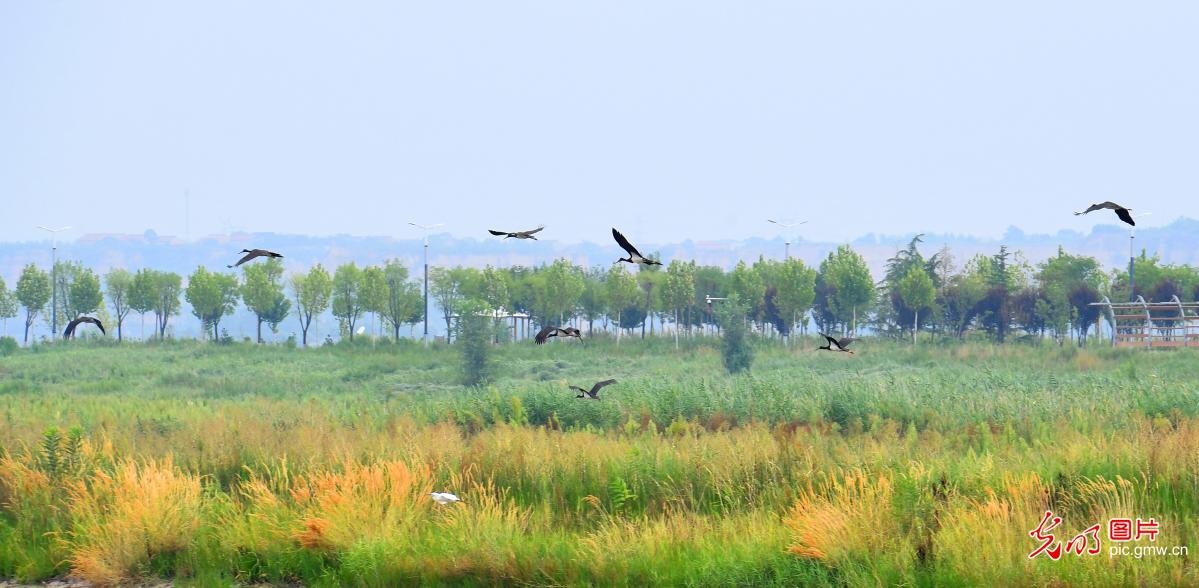 湿地生态美 鸟儿常栖息