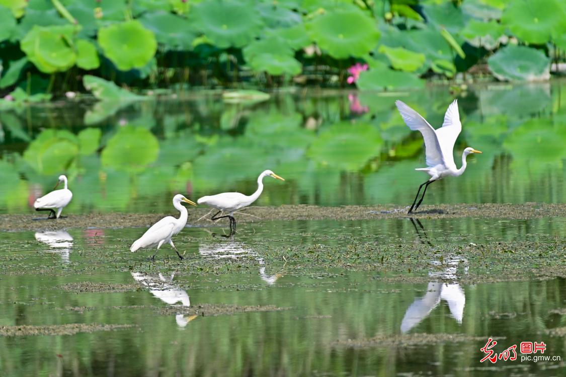 湿地生态美 鸟儿常栖息