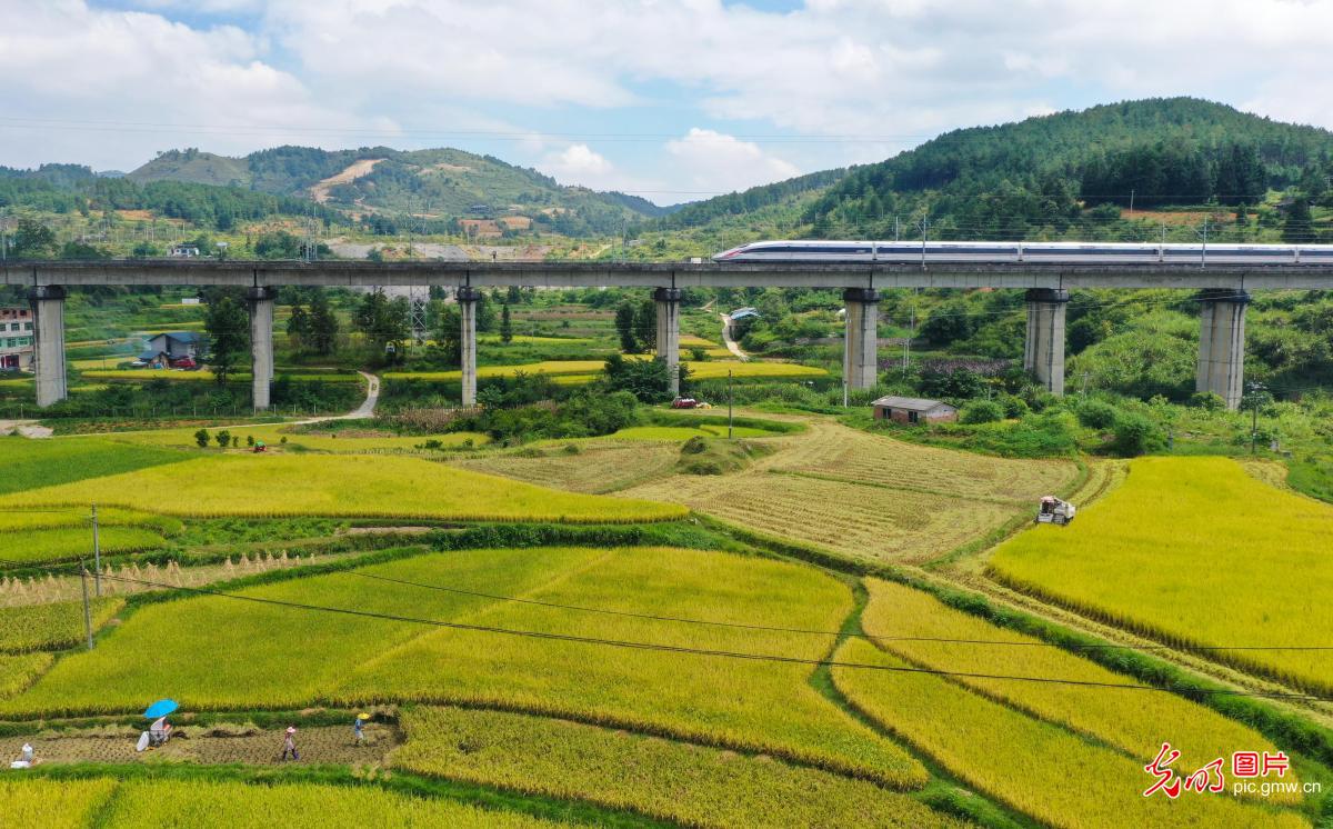 贵州都匀：稻谷飘香