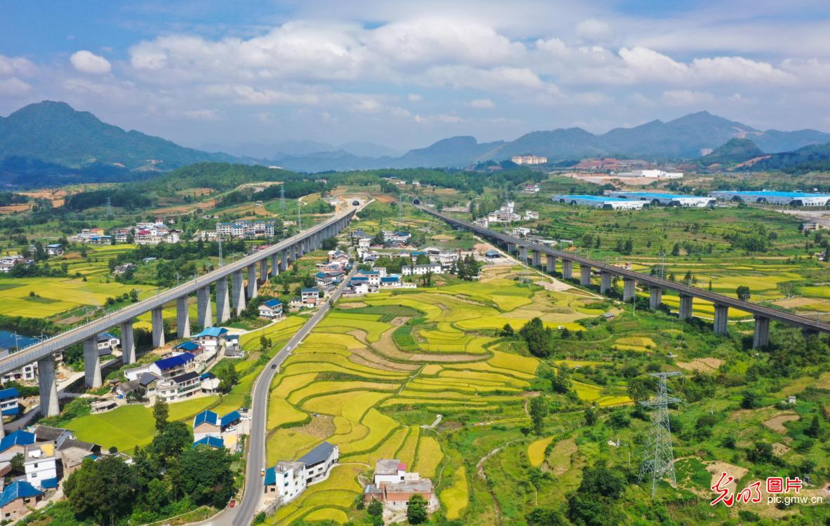 贵州都匀：稻谷飘香