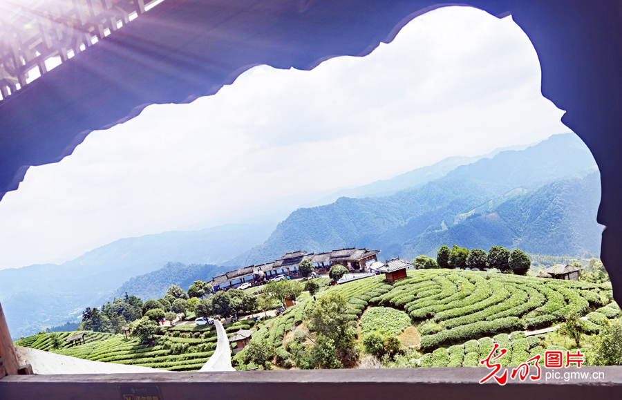 广西柳州：茶香侗情 景色迷人