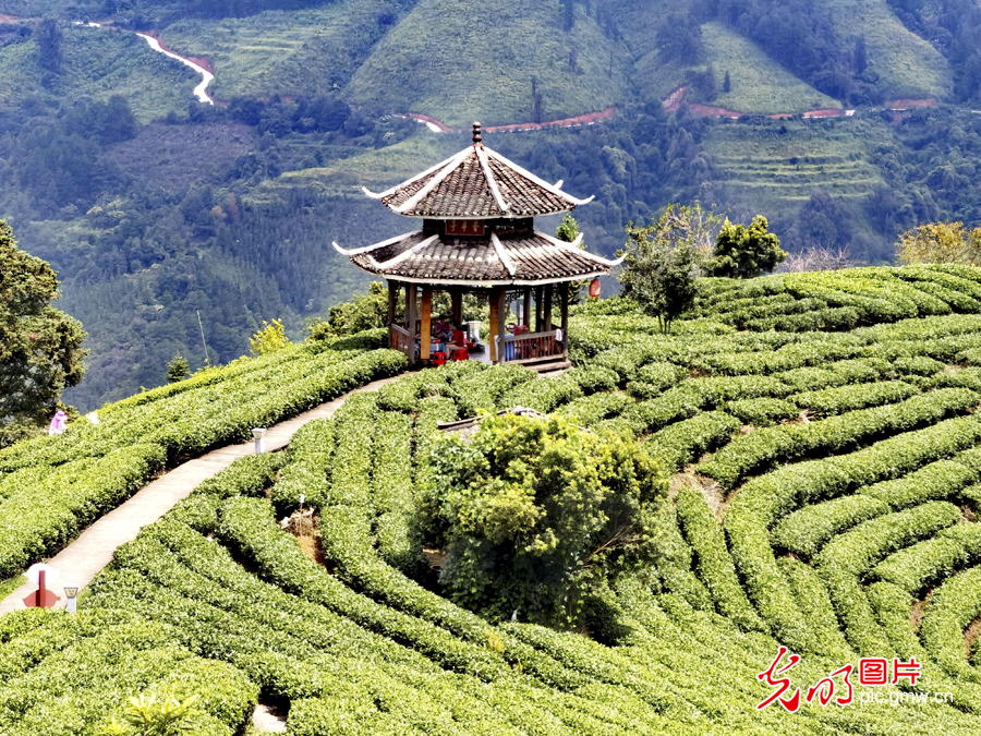 广西柳州：茶香侗情 景色迷人