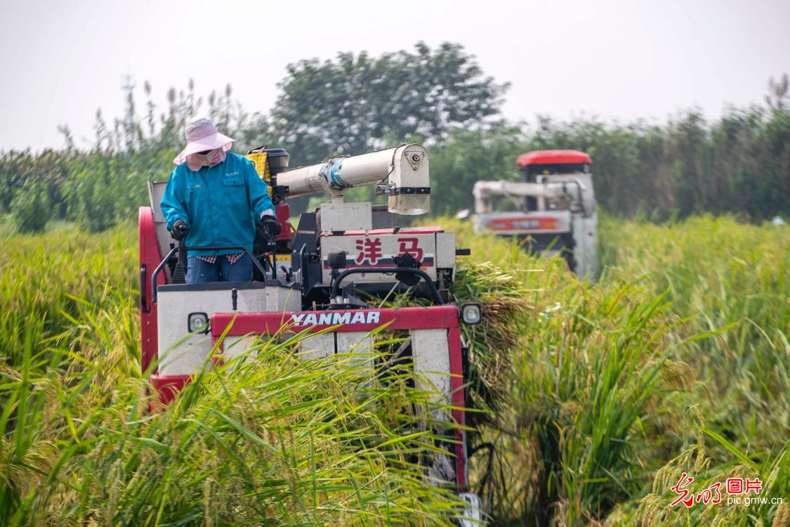 江苏泰州：制种水稻收获忙