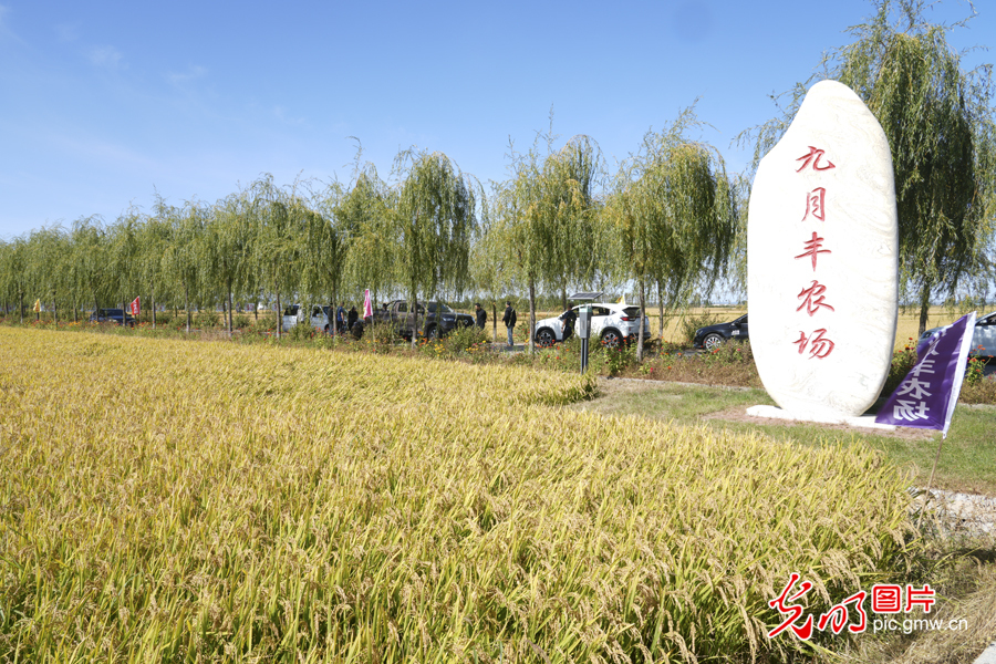 【稻花香里说丰年】科技融入田间地头 奏响丰收序曲