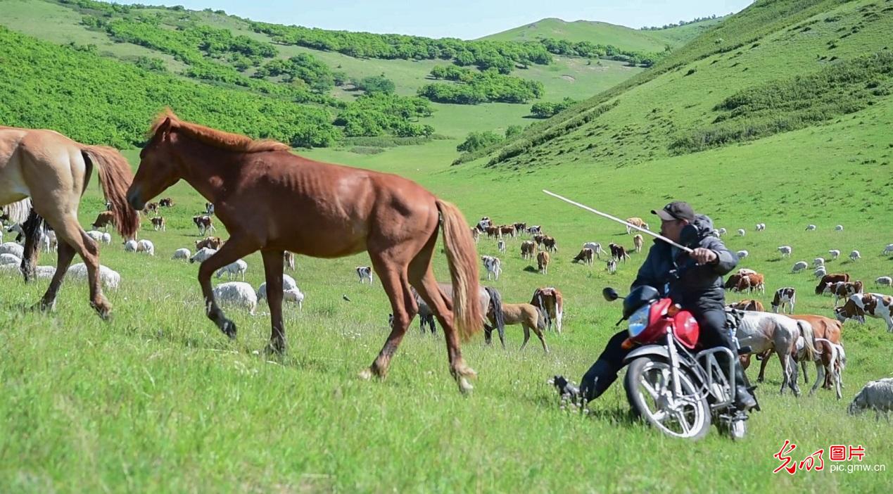【农遗之珍】阿鲁科尔沁草原游牧系统：人与自然和谐共生的田园诗篇