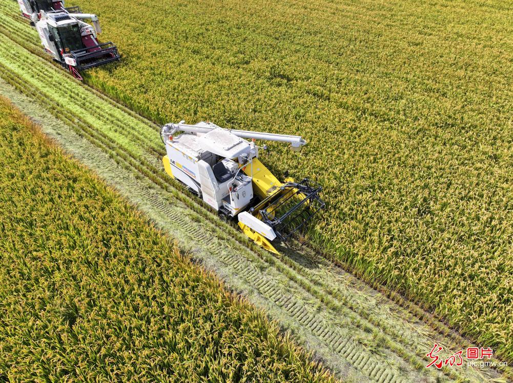 无人机械助力水稻收割