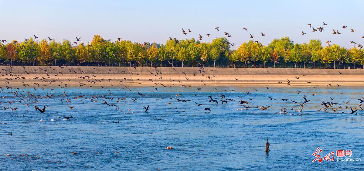 黄河湿地鸟乐园