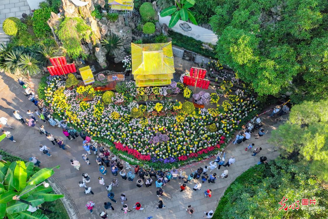 千种菊花“争奇斗艳” 千种菊花“争奇斗艳”