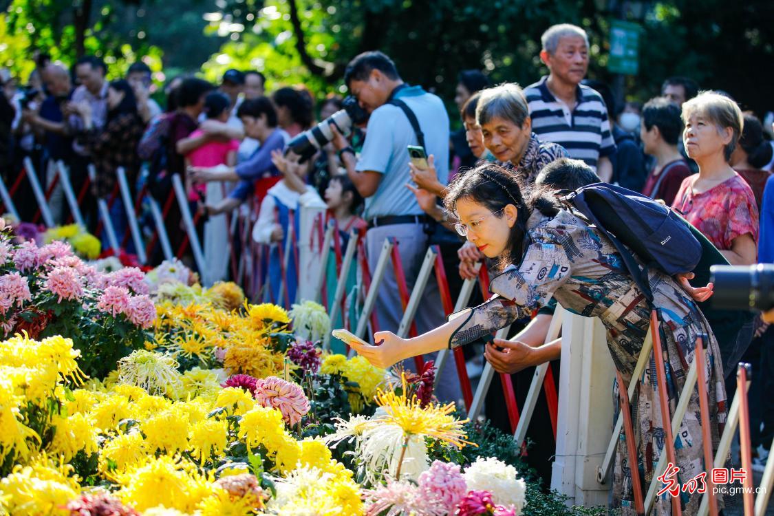 千种菊花“争奇斗艳” 千种菊花“争奇斗艳”