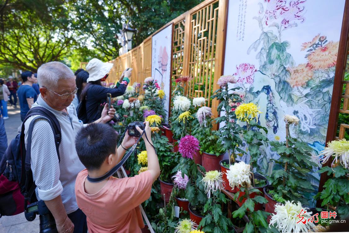 千种菊花“争奇斗艳” 千种菊花“争奇斗艳”