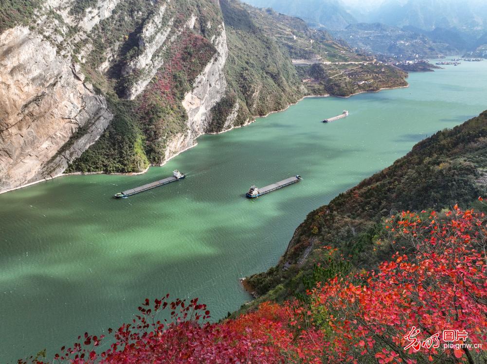 湖北宜昌：红叶映三峡