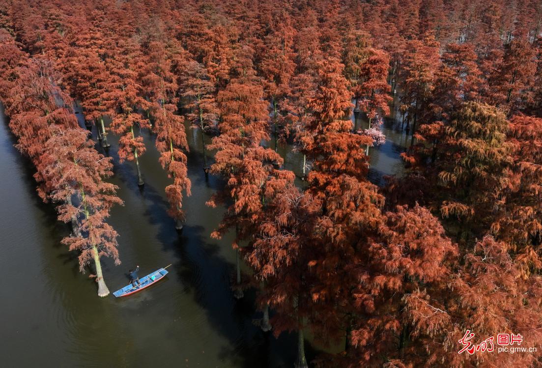 湖北武汉：“水上森林”冬日美如画