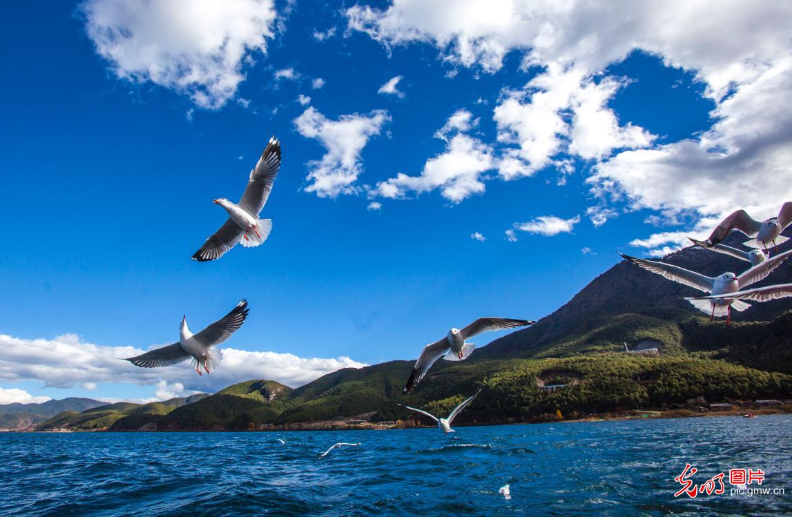 海鸥狂欢泸沽湖