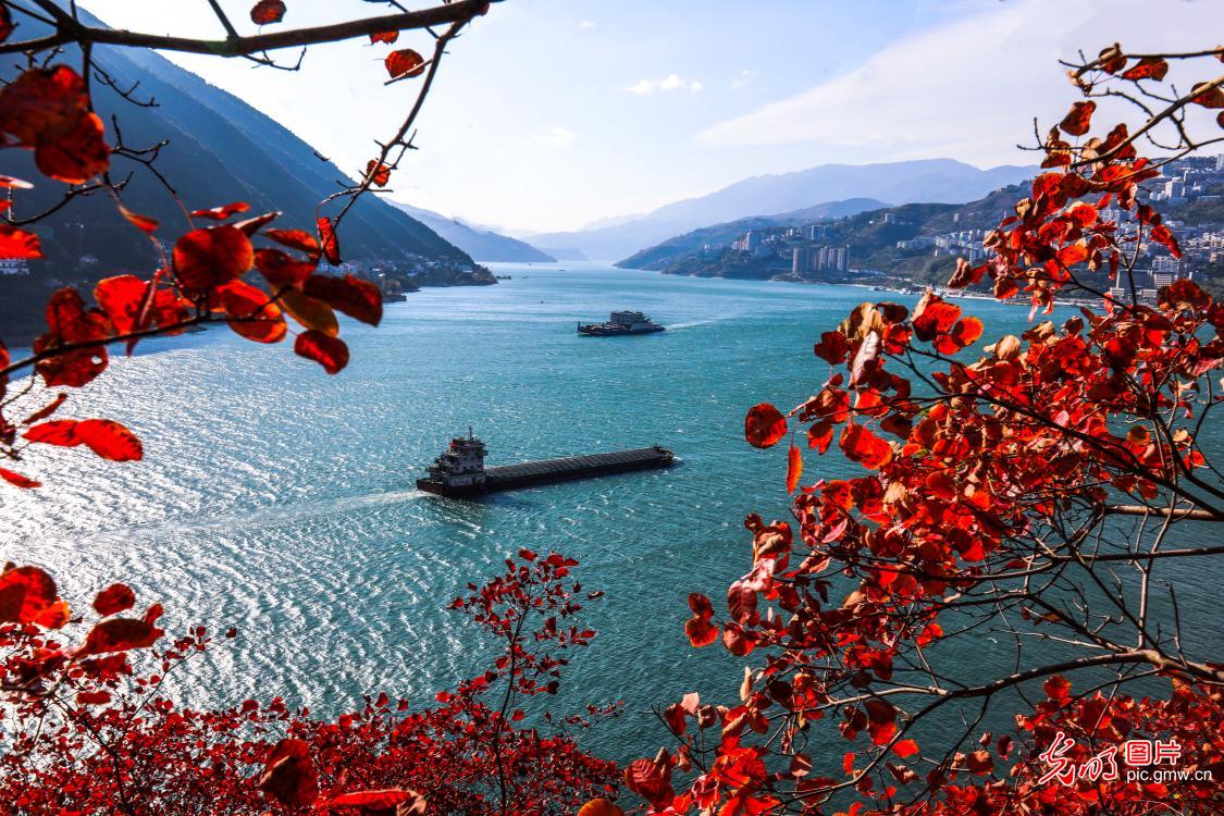 长江两岸红叶进入最佳观赏期