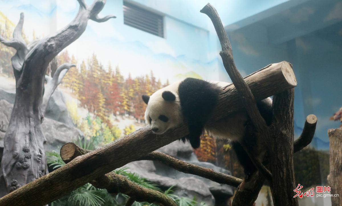 四只大熊猫在重庆永川新家适应生活