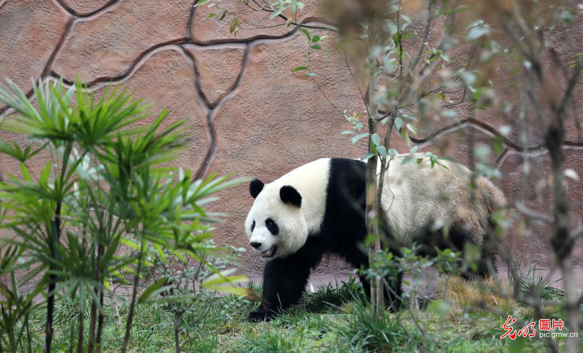 四只大熊猫在重庆永川新家适应生活