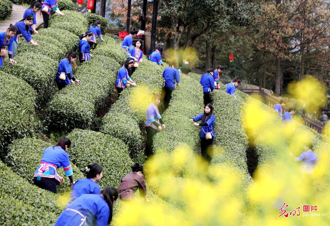 早春茶文化活动在广西举办