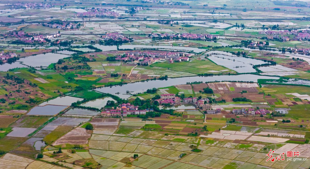 暮春田园绿意浓