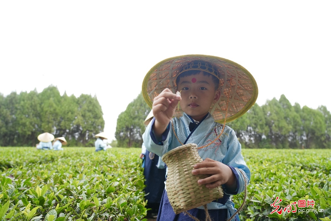 萌娃趣采茶 劳动促成长