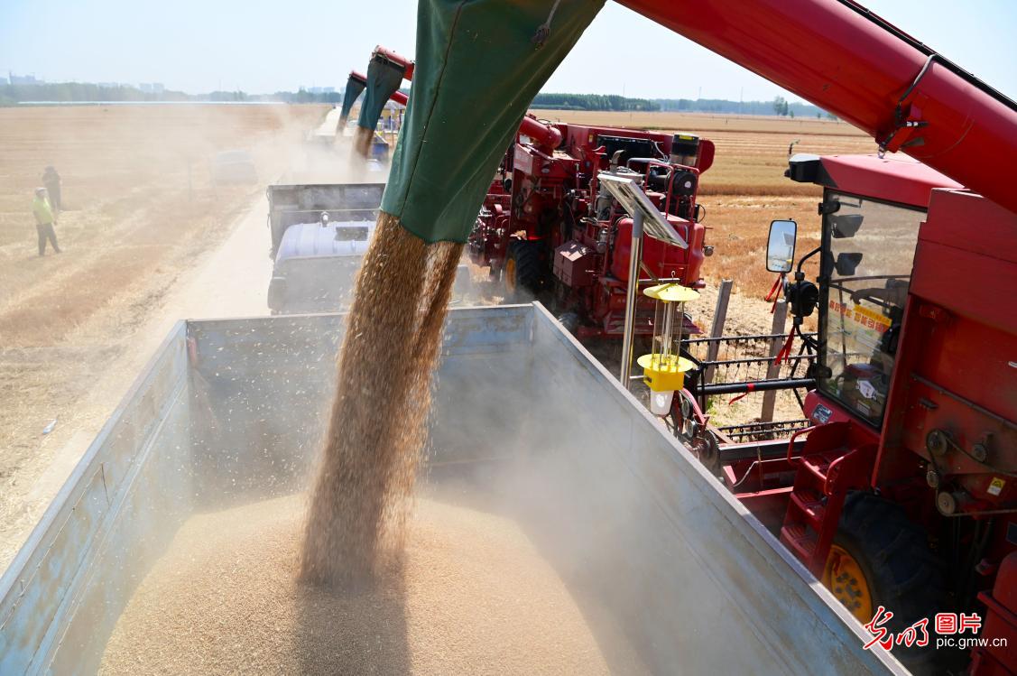 全国麦收进度近八成