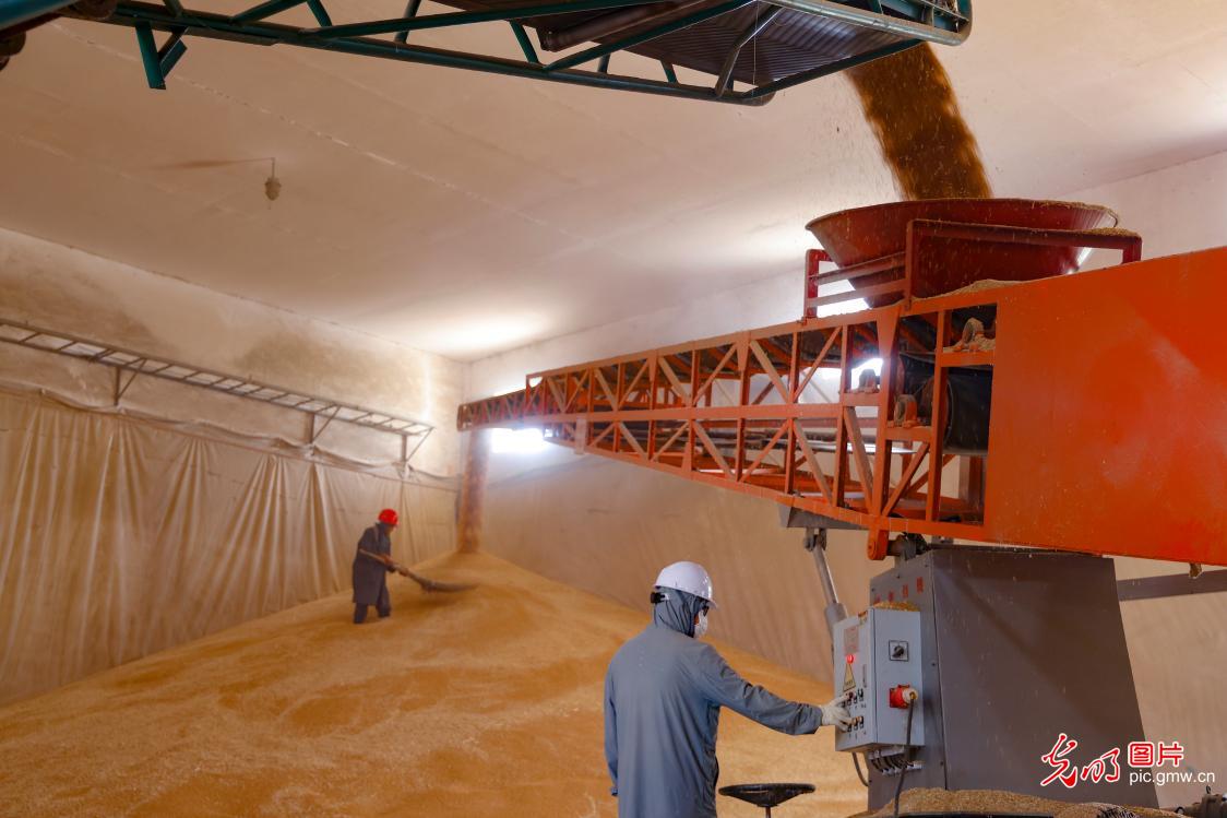 全国麦收进度近八成