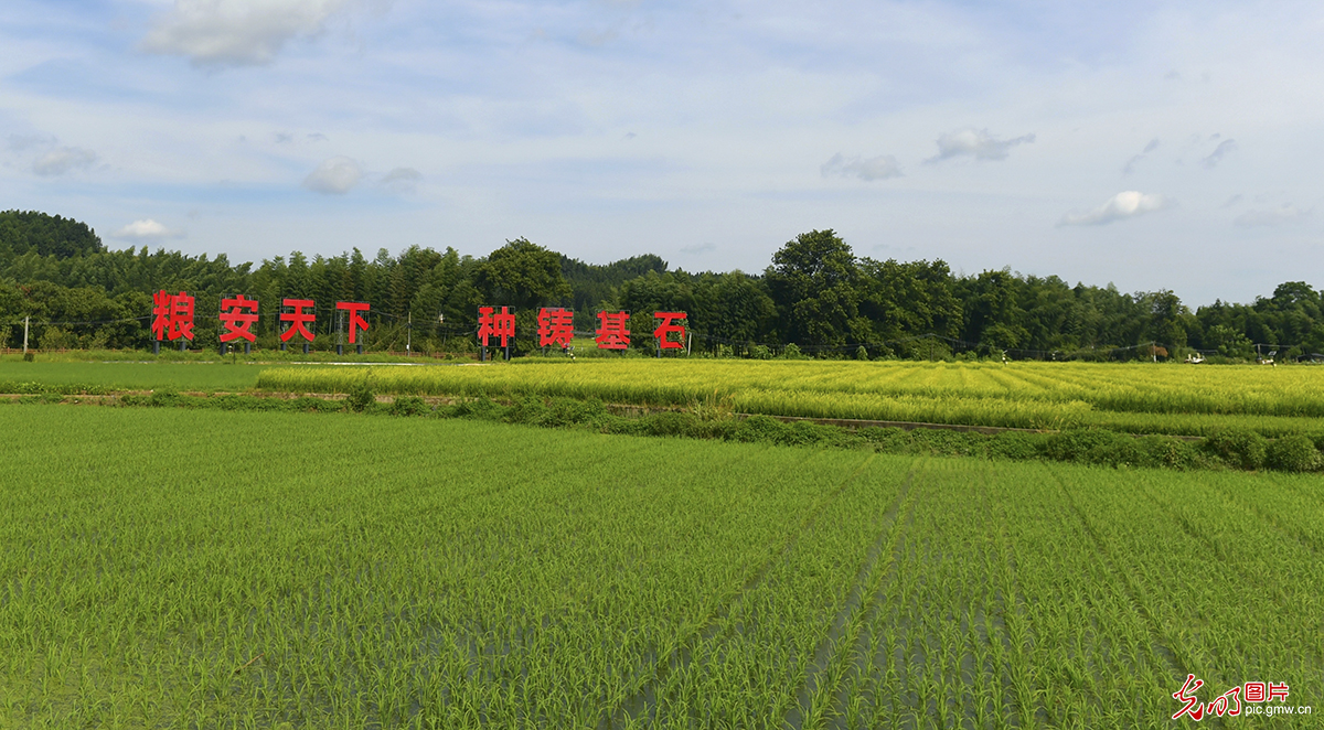 福建建宁：深耕沃土育良种 研制农业好“芯片”