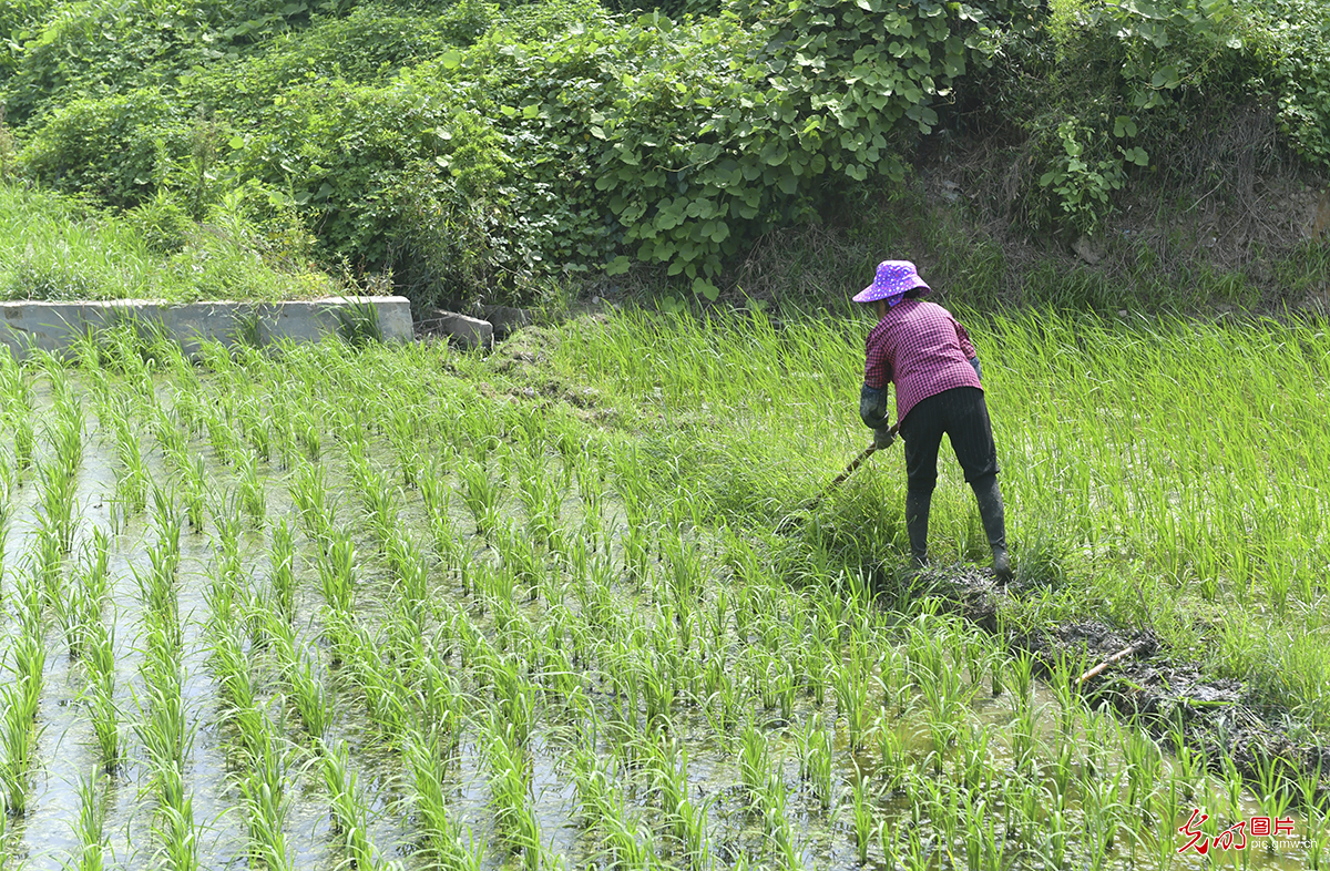 福建建宁：深耕沃土育良种 研制农业好“芯片”