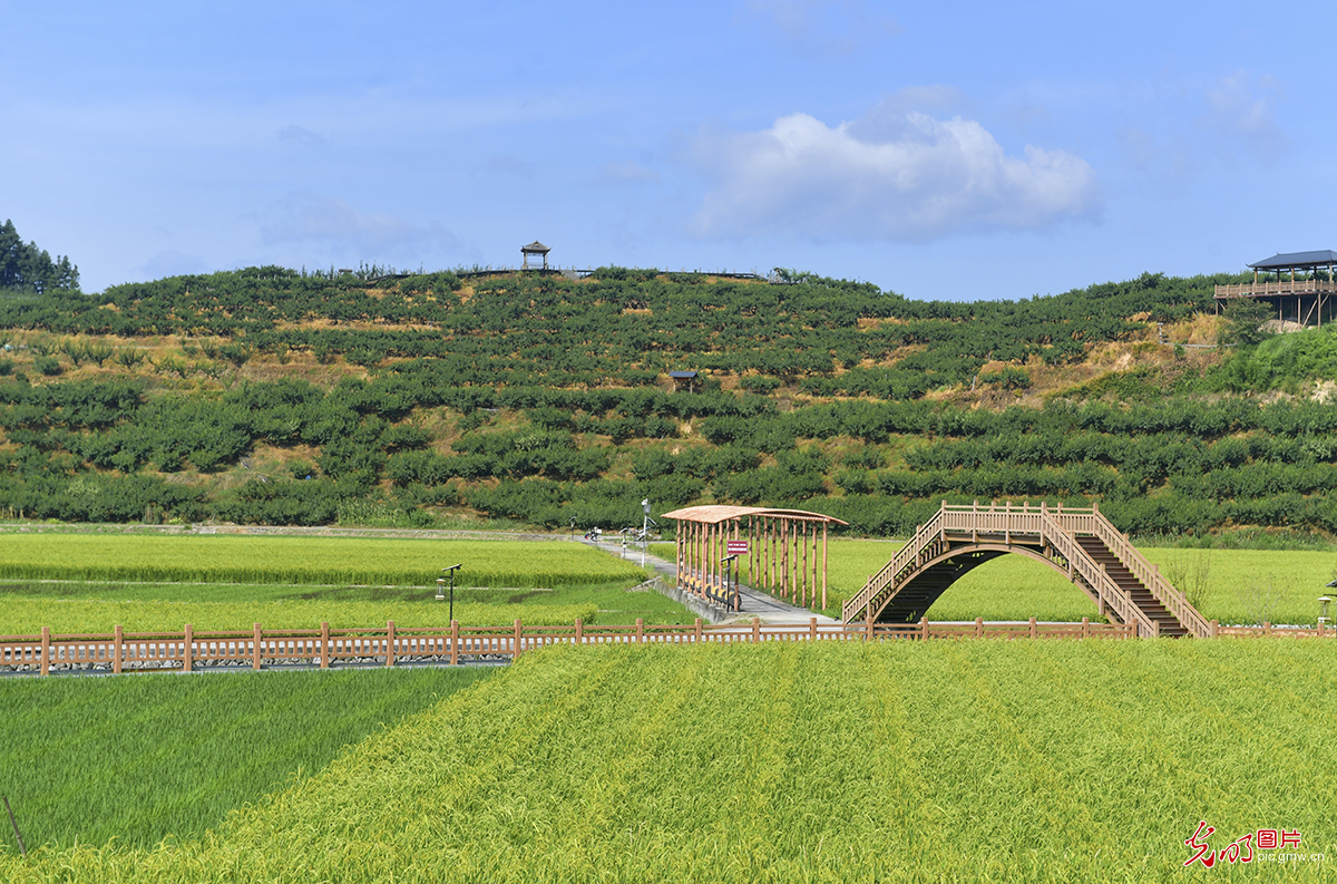 福建建宁：深耕沃土育良种 研制农业好“芯片”