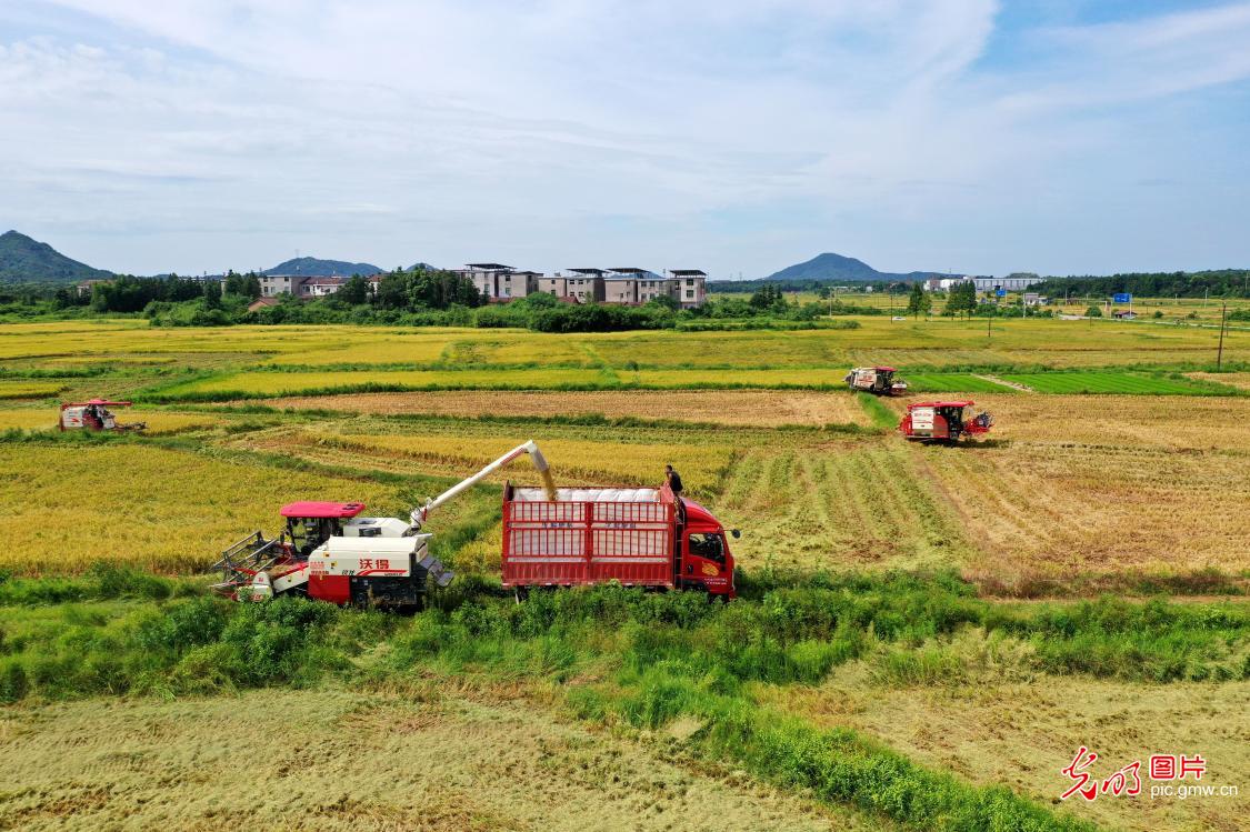 夏日田间忙“双抢”