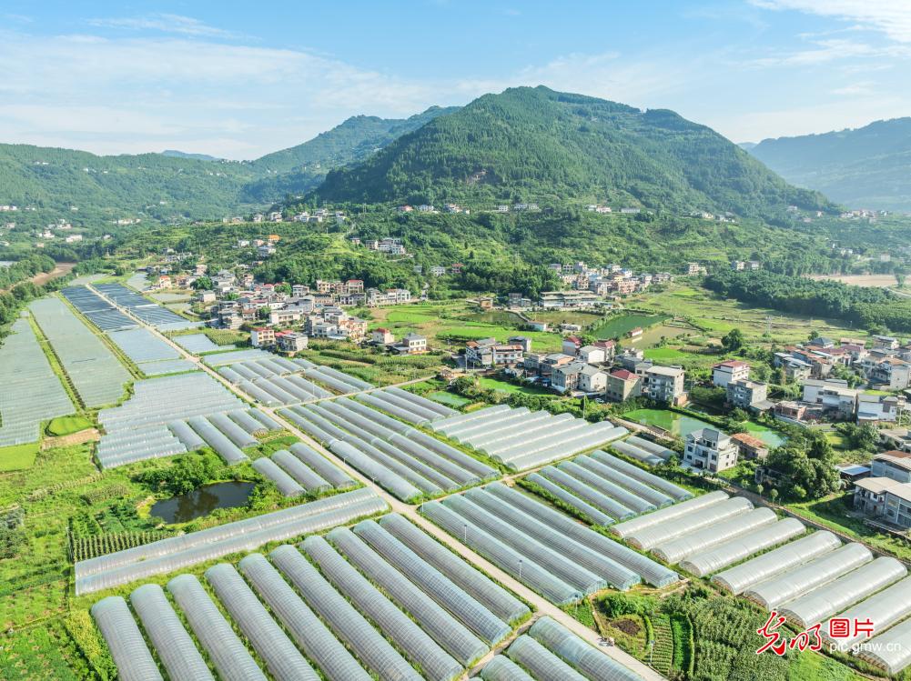 “大棚经济”助力乡村振兴