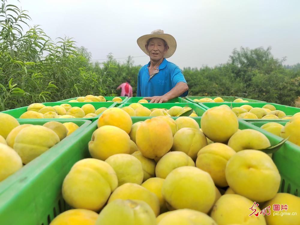 “精品果业”助农“甜蜜增收”