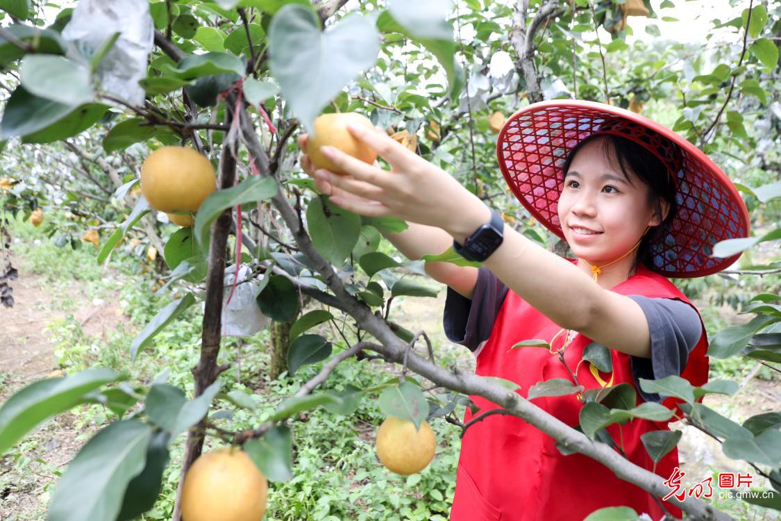 “精品果业”助农“甜蜜增收”