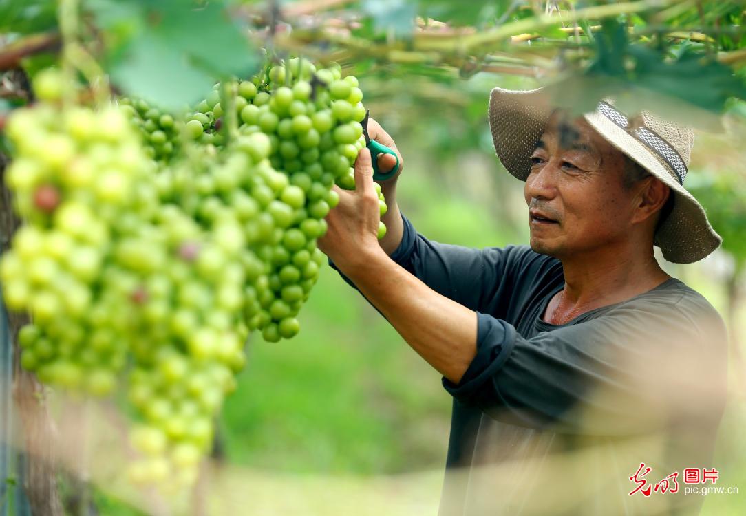 “精品果业”助农“甜蜜增收”