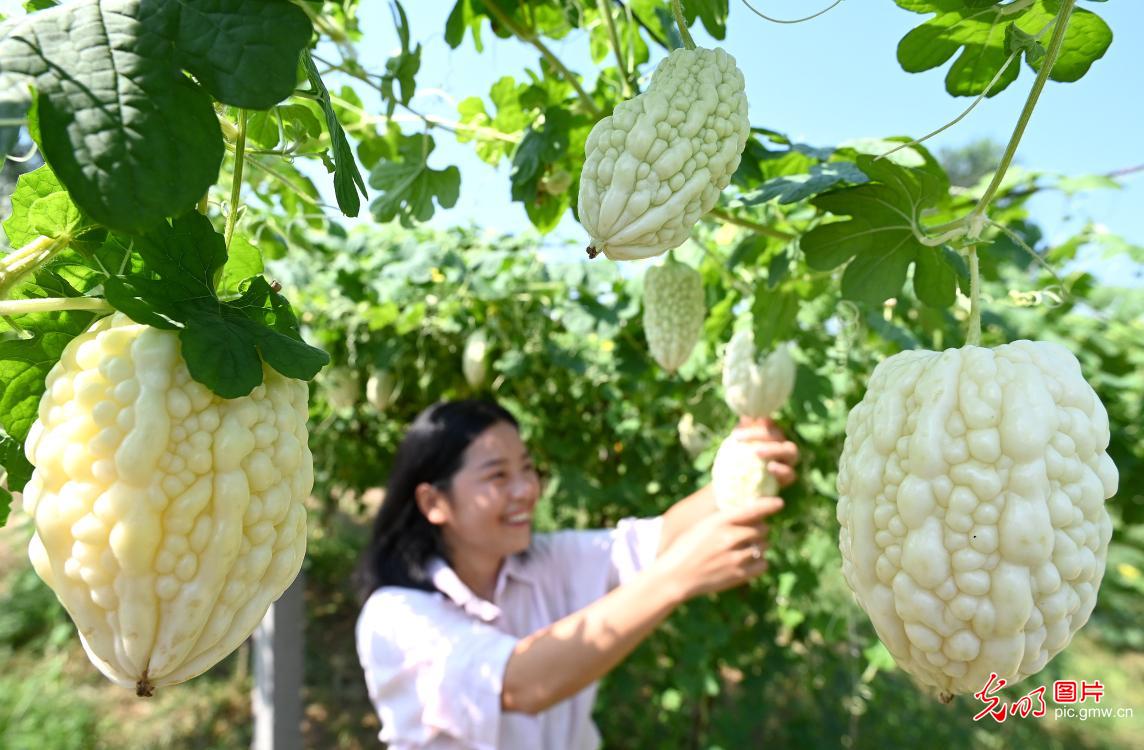 处暑至秋收序幕开