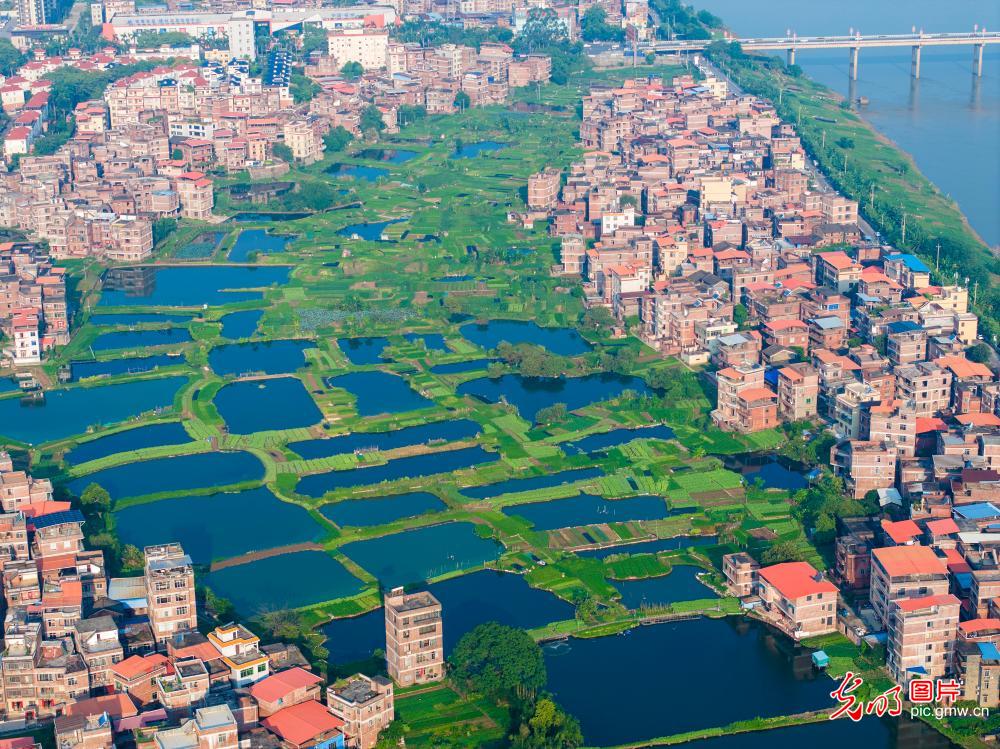 生态菜地鱼塘 城乡秋景如画